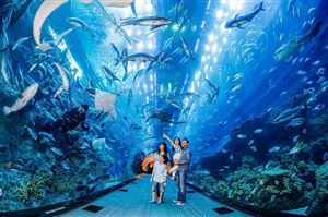 Thủy cung Dubai Aquarium – nơi tái hiện chân thực cuộc sống hàng nghìn sinh vật biển