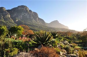Kirstenbosch - Vườn thực vật đẹp nhất thế giới trong tour du lịch Nam Phi